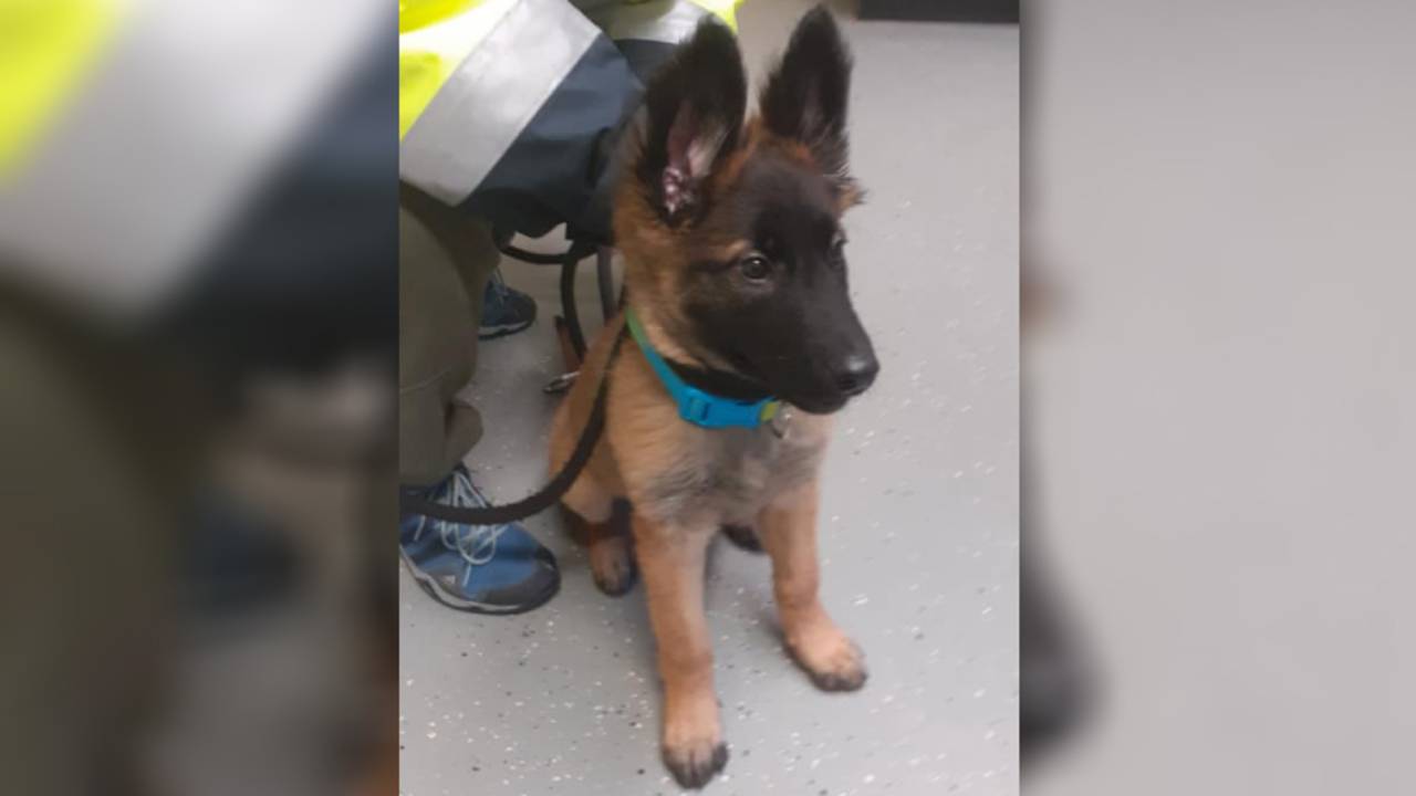 De 'gevonden' puppy (foto: Dierenambulance Brabant Noord-Oost).