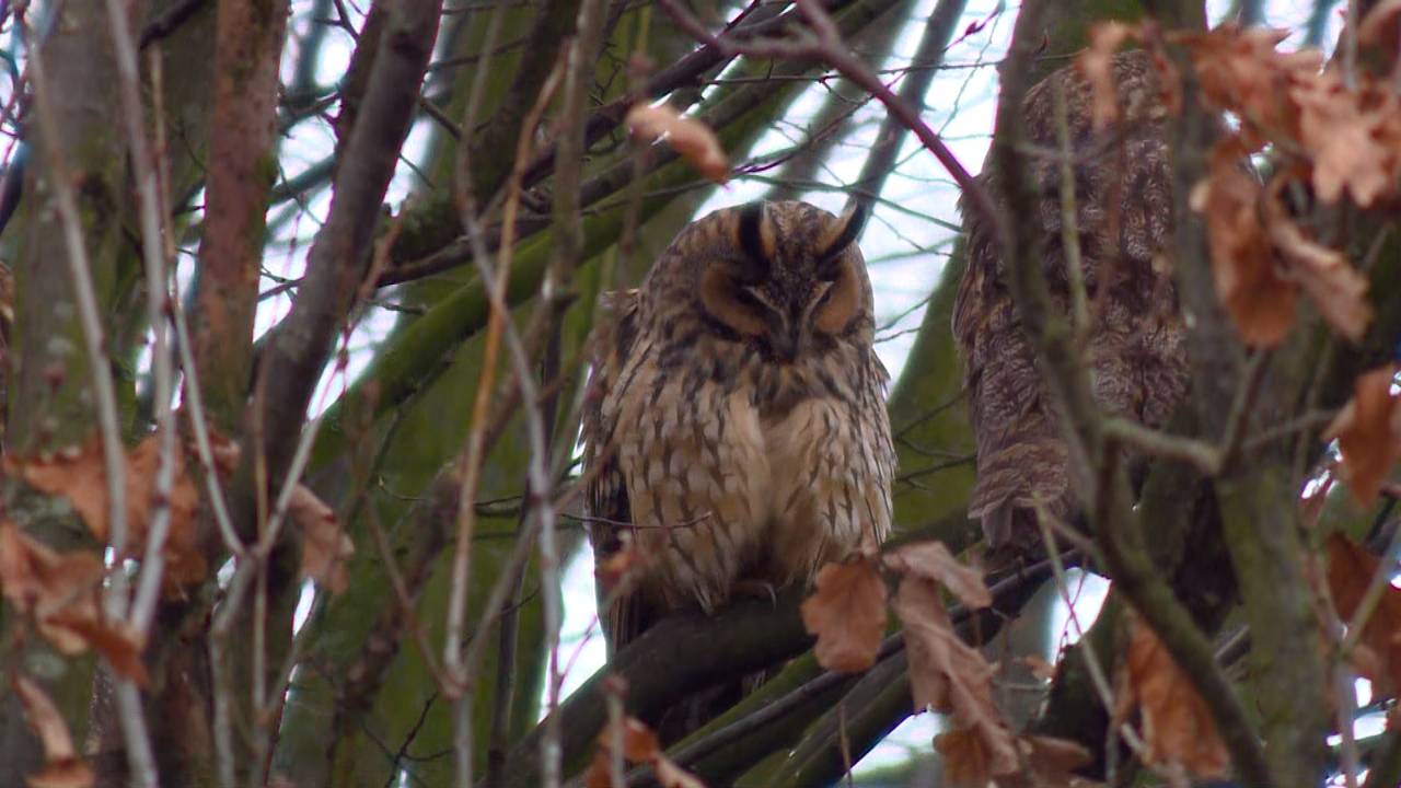 Uilen vinden genoeg warmte en voedsel in Almkerkse woonwijk om de winter door te brengen (foto: Omroep Brabant)