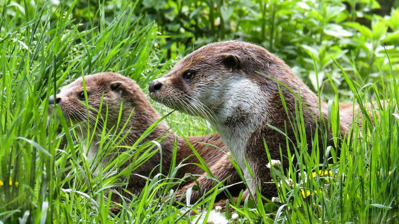 Twee waakzame otters (Foto: Gerhard Gellinger)