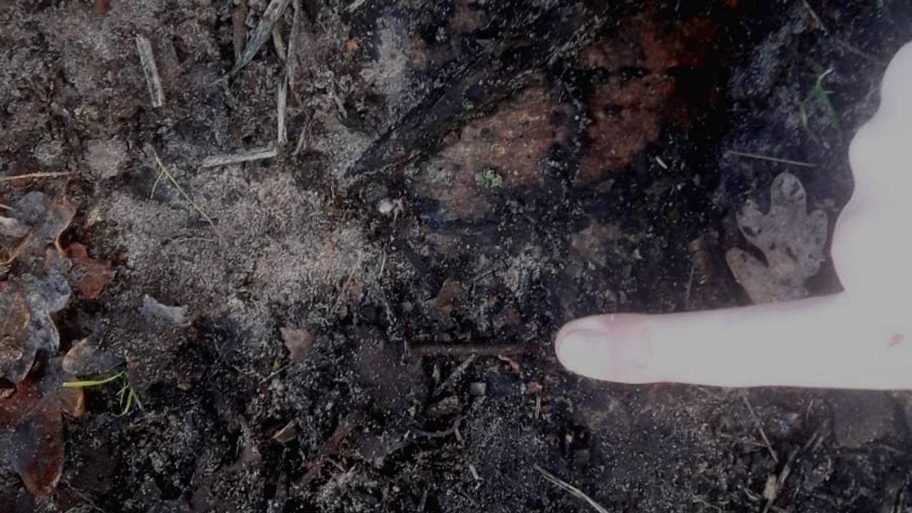 Op zeven plekken zijn spijkers gevonden (foto: Erik Schram Staatsbosbeheer).