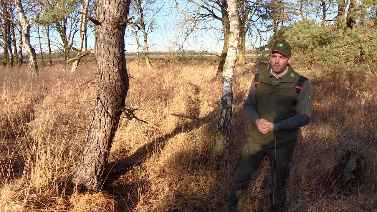 Boswachter Erik Schram heeft geen idee wie de spijkers in de wortels sloeg.