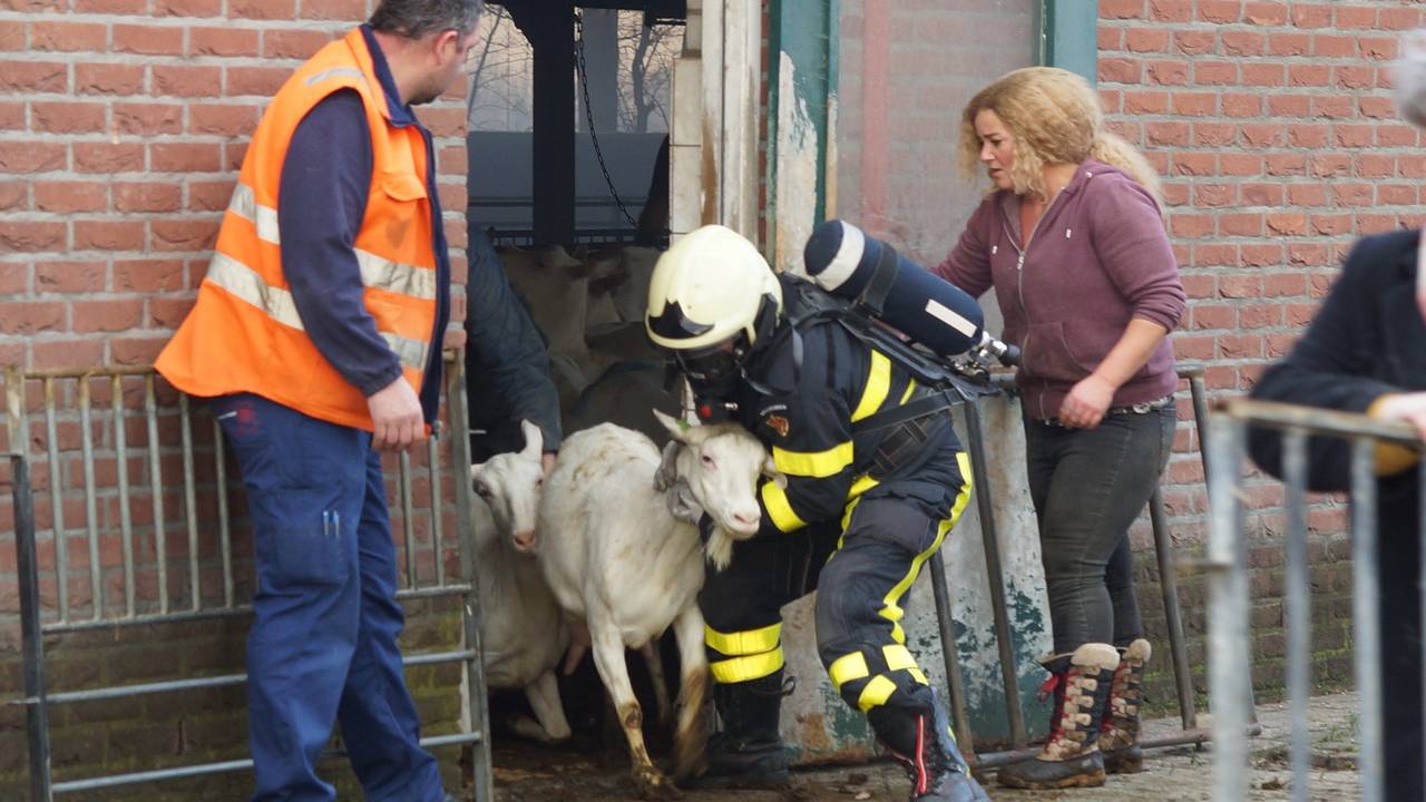 De geiten werden door de brandweer uit de stal gehaald. (Foto: FPMB)