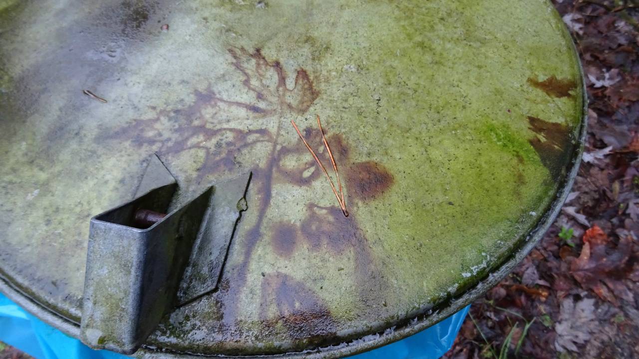 Afdruk eikenblad op deksel vuilnisbak Foto Loes Westgeest