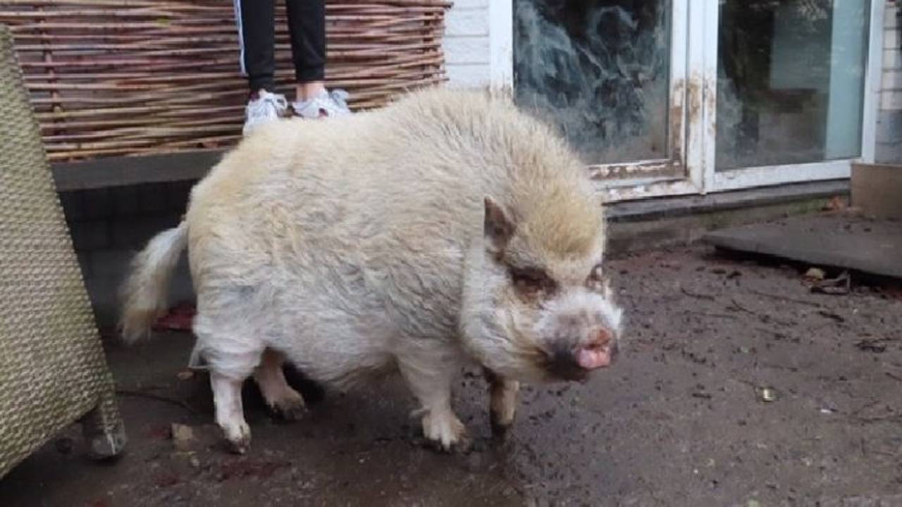 Barry zoekt een nieuw baasje (foto: Dierenbescherming).
