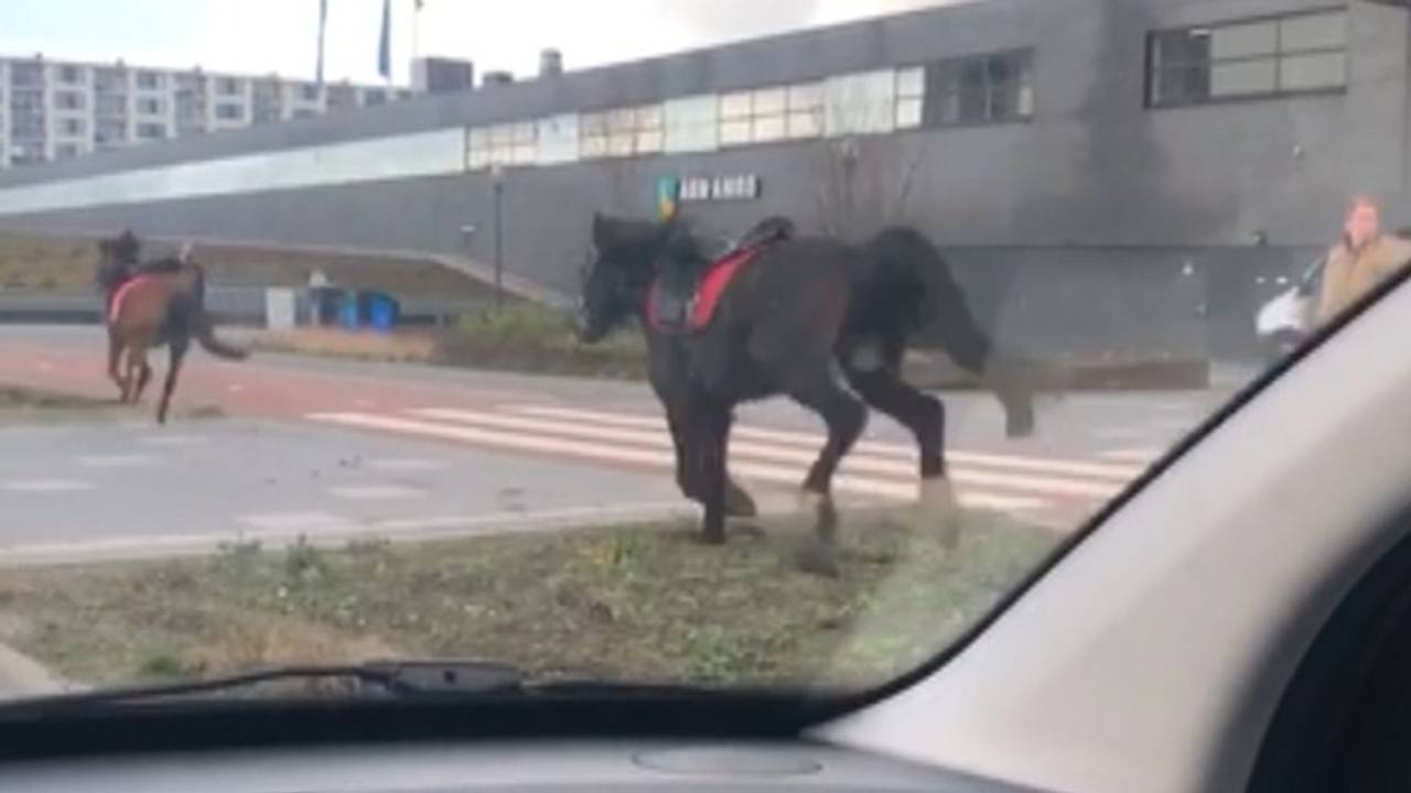 De paarden denderden door Eindhoven.