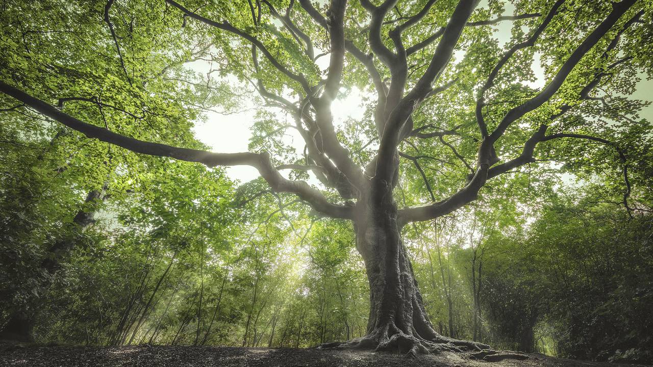 De Heksenboom in Bladel (foto: Rob Visser).