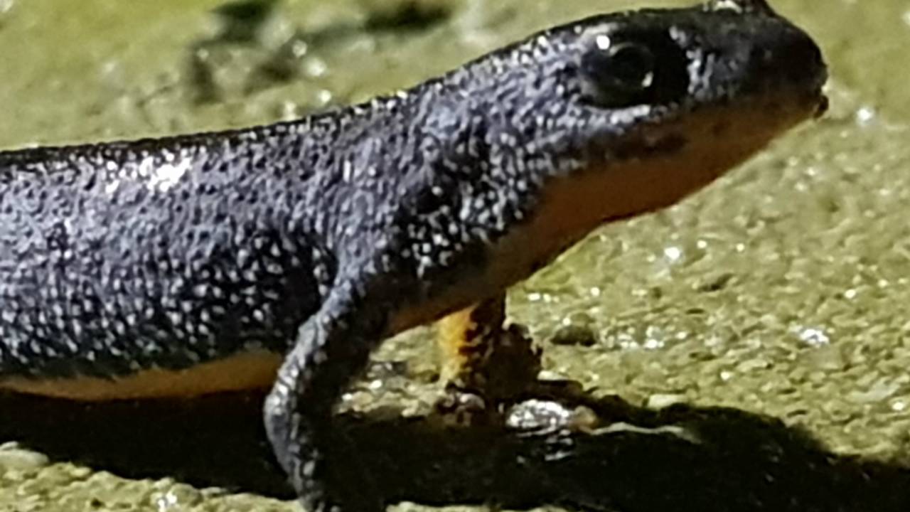 Ontwaakte watersalamander. (Foto: Ferry Daems)