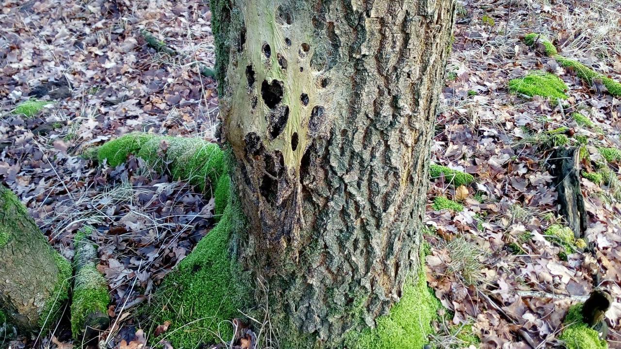 Een verlaten eikenprocessierupsennest. (Foto: Jeroen Arts)