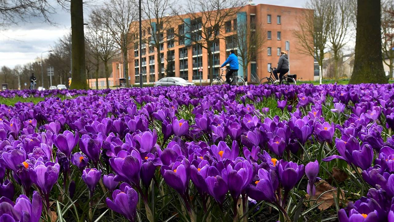 Krokussen in de bloei in Breda (foto: Erald van der Aa).