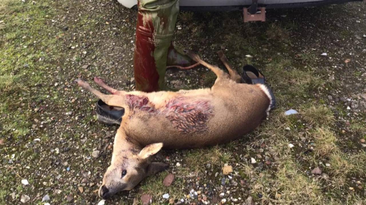 Het doodschieten van een ree in de Biesbosch is aanleiding voor een ranzige oorlog op social media