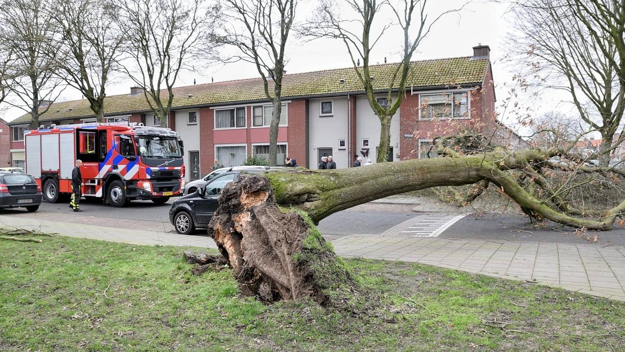 Boom omgewaaid aan de Edisonlaan in Tilburg (foto: Toby de Kort)
