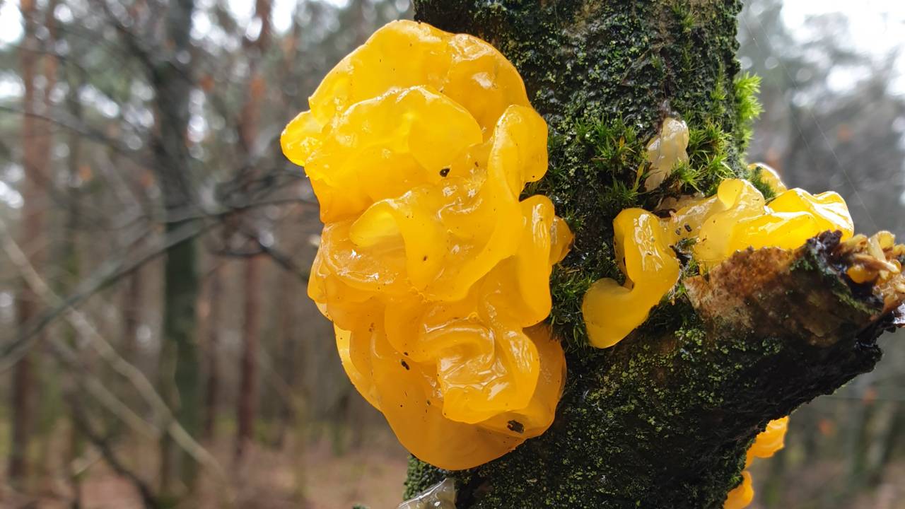 Een gele trilzwam (foto: Miriam Hammann)