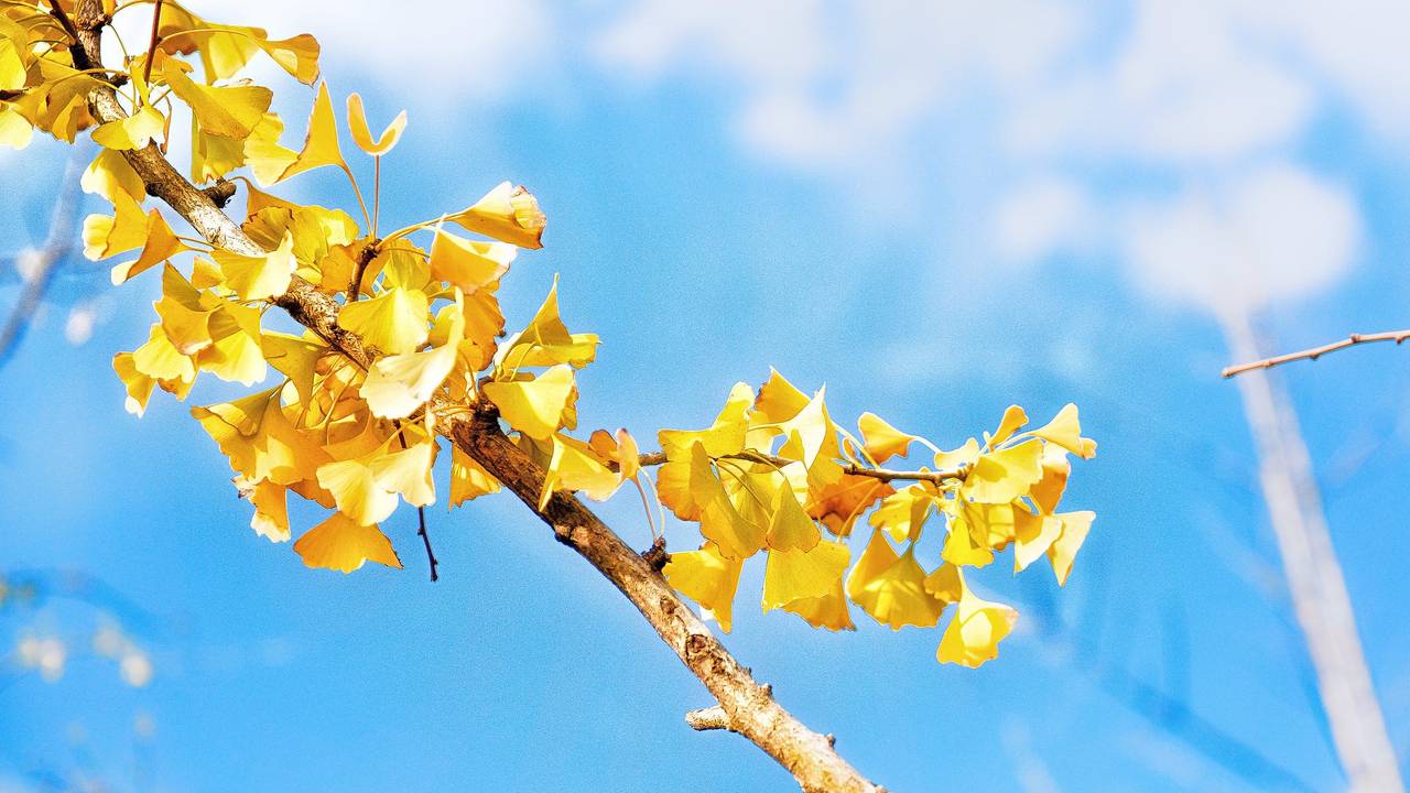 Het typische blad van de ginkgo biloba.