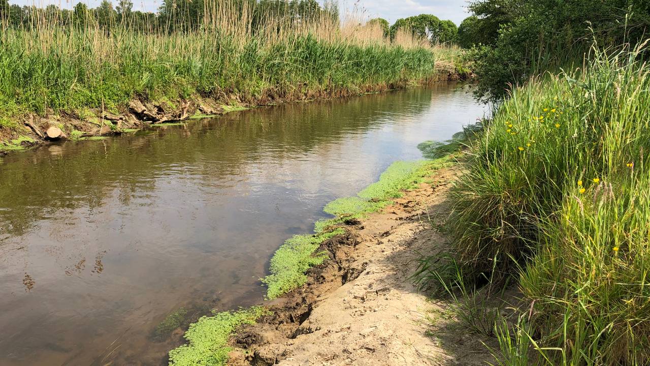 De oever van De Dommel (foto: Imke van de Laar).