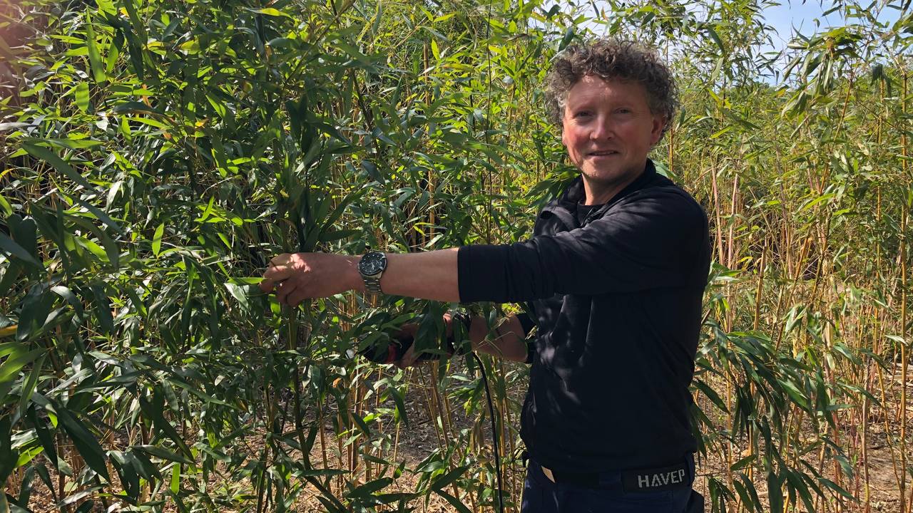 Kweker Bennie Nielen op zijn bamboeveld (Foto: Alice van der Plas)