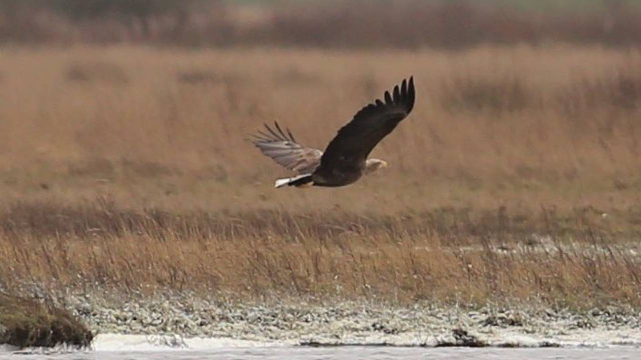 Even leek de zeearend gezinsuitbreiding te krijgen in West-Brabant. (Foto: Erik de Jonge)
