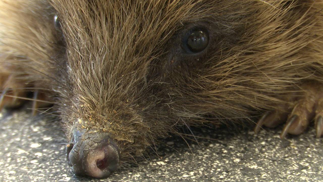 Een zieke egel in het Vogelrevalisatiecentrum Zundert (foto: Raoul Cartens).