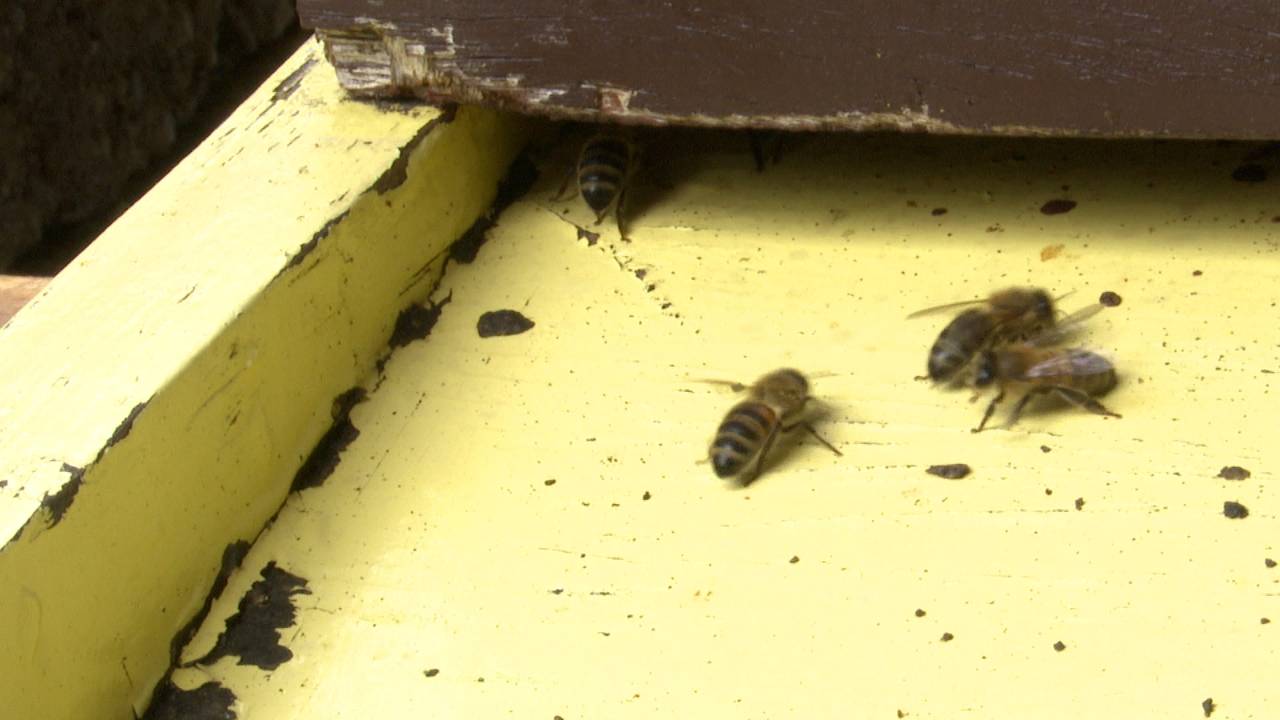 Foto: Omroep Brabant