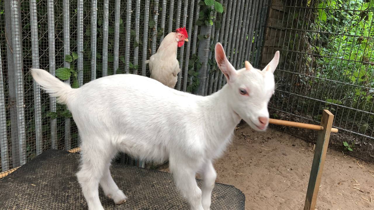 Geitje Lars en kip Coco zijn de beste vrienden (foto: Imke van de laar).