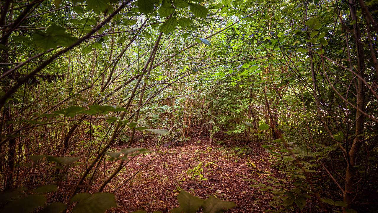 Een tiny forest (foto: IVN).