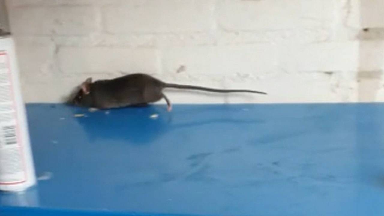 inwoners van veldhoven zijn rattenoverlast zat ze komen zelfs op de slaapkamer omroep brabant