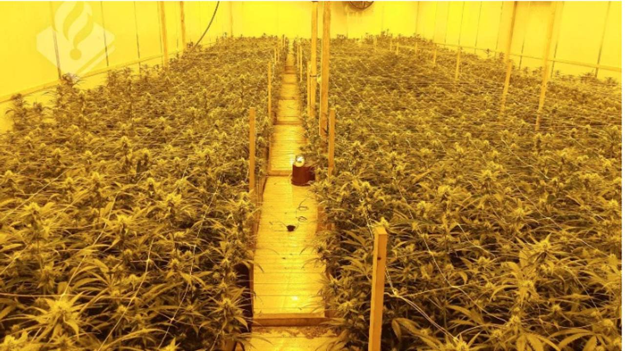 De hennepkwekerij werd ontdekt op een vrachtschip (Foto: politie).