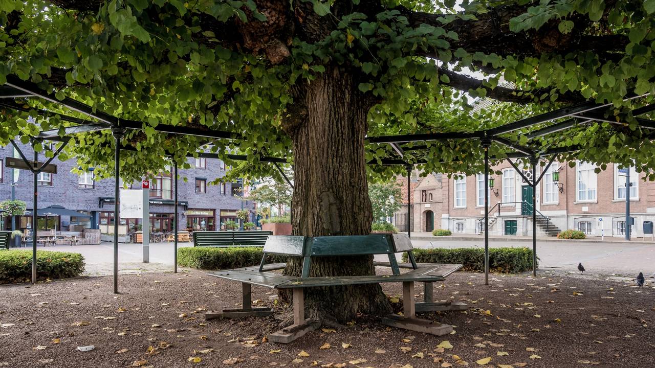 De Moeierboom in hartje Etten-Leur (foto: Ton van Etten).