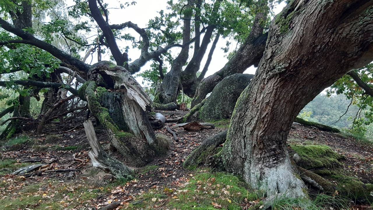 De kruin van een ondergestoven eikenboom (foto: Jan Schilders).