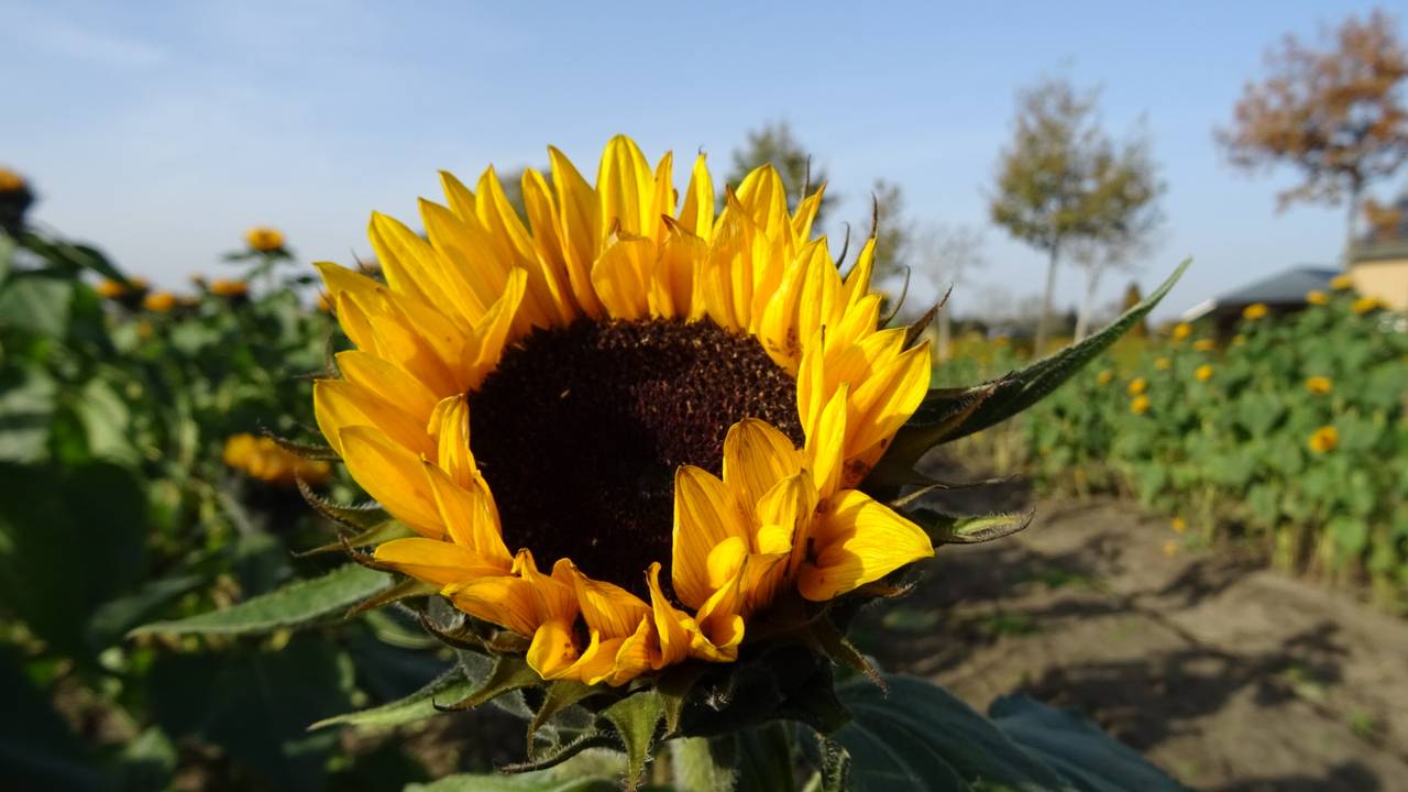 Fraai herfstweer en zonnebloemen in Aarle-Rixtel (foto: Willem van Nunen).