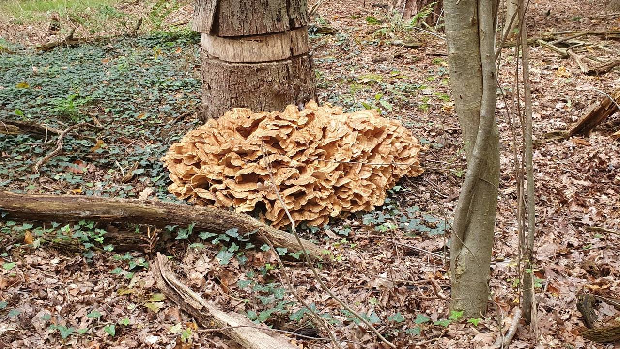 Een reuzenzwam met veel grote hoeden onder een geringde boom (foto: Hetty Uijtdewilligen van Hest).