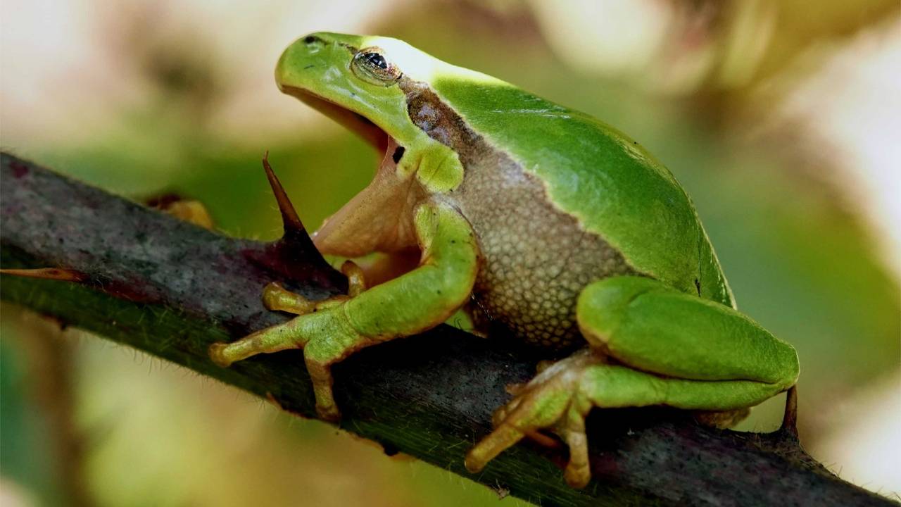 Een gapende boomkikker (foto: Wim van Diem).