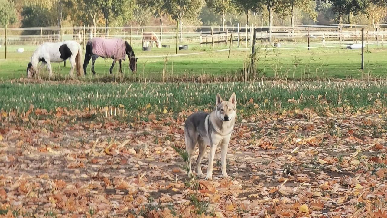 De Saarlooswolfhond in Nederwetten (foto: Harm Sanders).