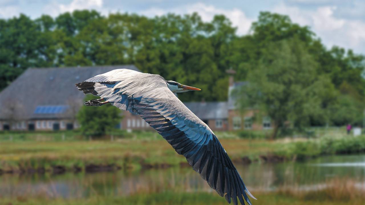 'Langbek de Reiger' in volle vlucht boven het Markdal. (foto: Paul Ranft)