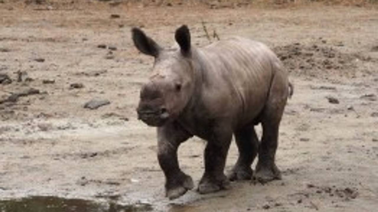 Babyneushoorn Ravy zet z'n eerste stapjes buiten (foto: Beekse Bergen/Mariska van Dijk)
