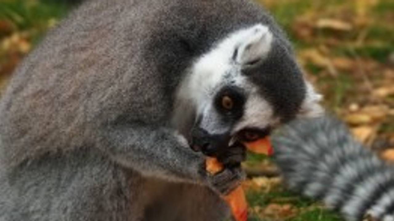 Alex de ringstaartmaki (foto: Beekse Bergen)