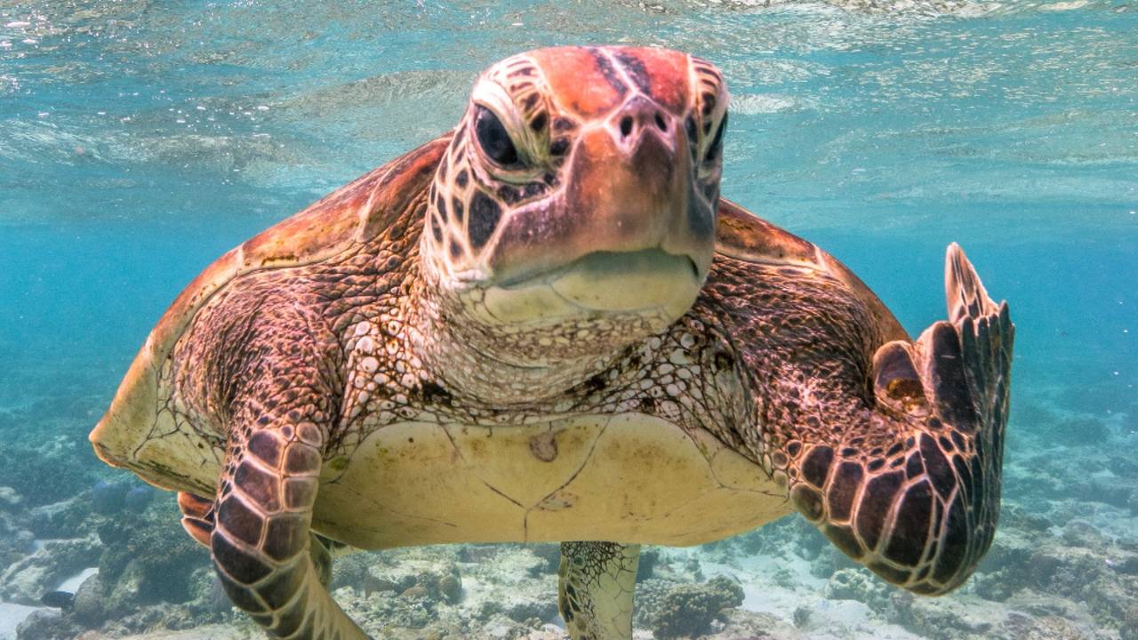 Een schildpad die zijn middelvinger opsteekt en meer grappige dieren vastgelegd [FOTO’S