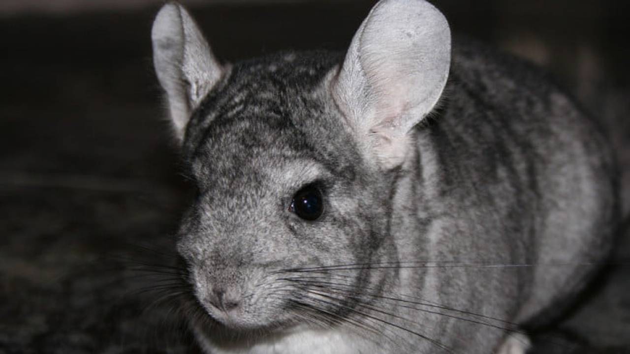 Foto: Stichting De Bossche Hoeve.