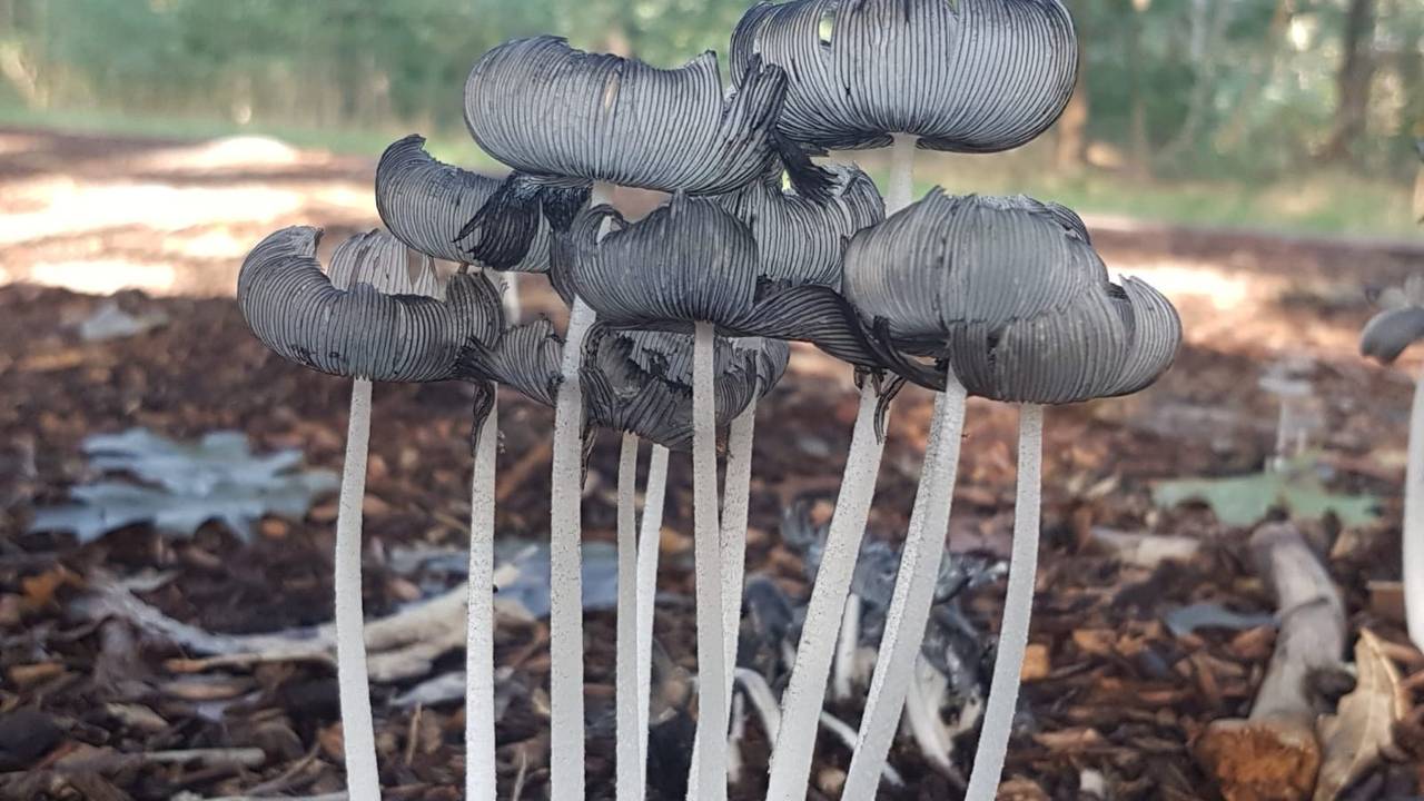 Hazenpootjes zijn inktzwammen (foto: Hetty Uijtdewilligen).
