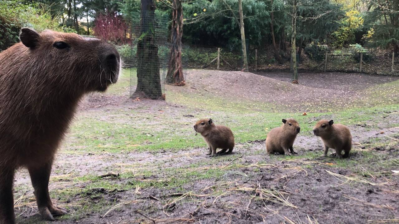 Kleine capibara's bij ZooParc Overloon (foto: ZooParc Overloon).