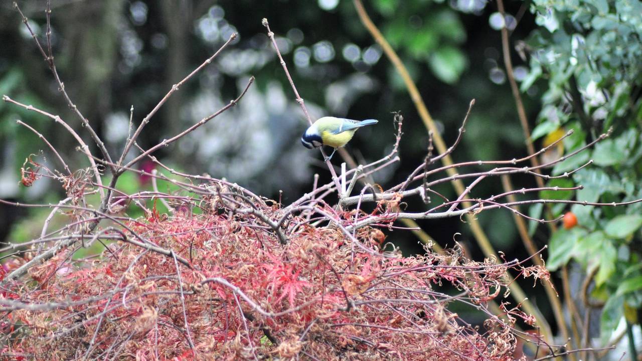 Vogels, zoals deze pimpelmees, zoeken op takjes en blaadjes naar voedsel (foto: Hetty Makke).