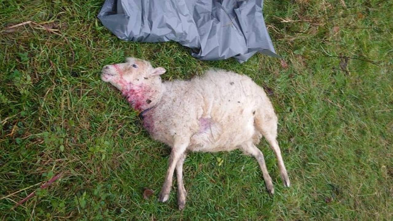 Gedood schaap in Macharen (foto: Rianne van Helden)