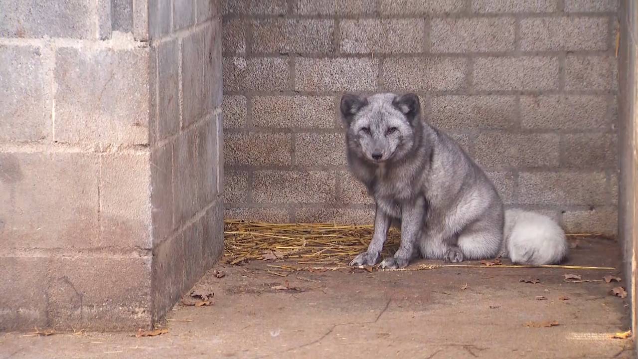 Eén van de poolvossen, hier nog in Zoo Veldhoven.