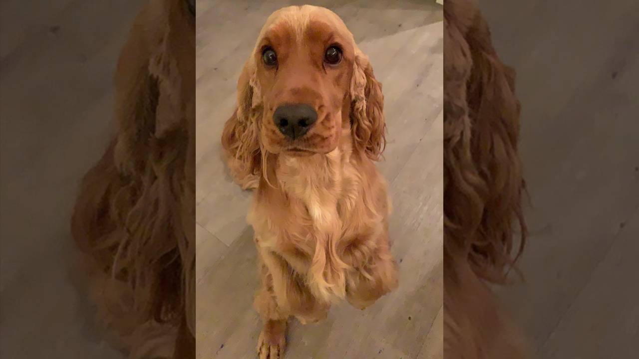 Hond George werd zondag neergeschoten (foto: baasjes van George).