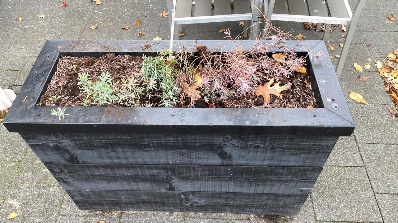 Geen olijfboom meer te bekennen in de plantenbak (foto: Roy Jordaans)