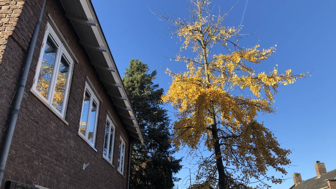 Een in bloei staande Ginkgo biloba in de Monseigneur van Kesselstraat in Vlijmen.