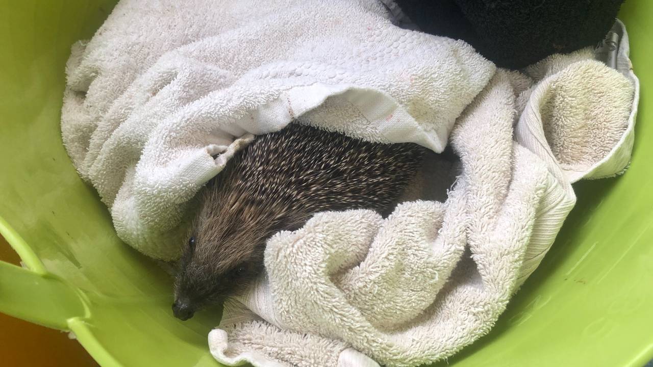 Het vogelasiel in Someren vangt ook zoogdieren, zoals egels op (foto: Alice van der Plas).