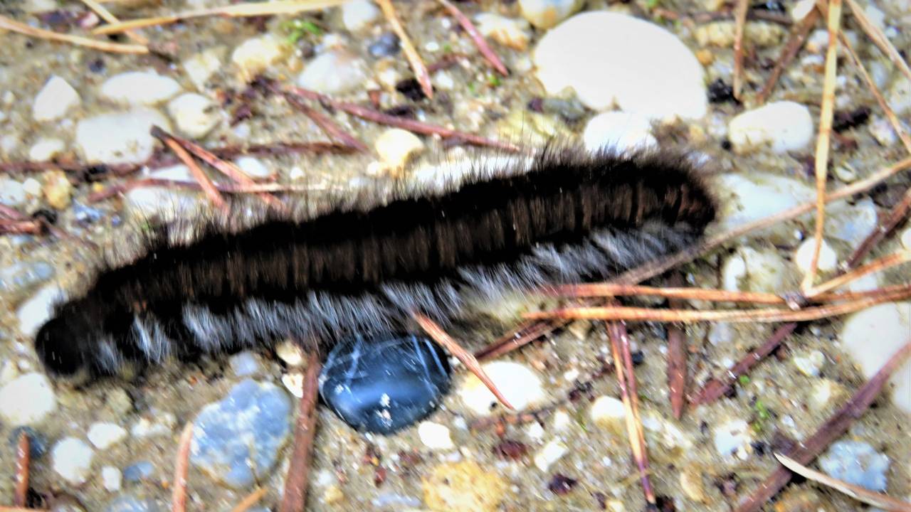 Foto: Harrie Brokken