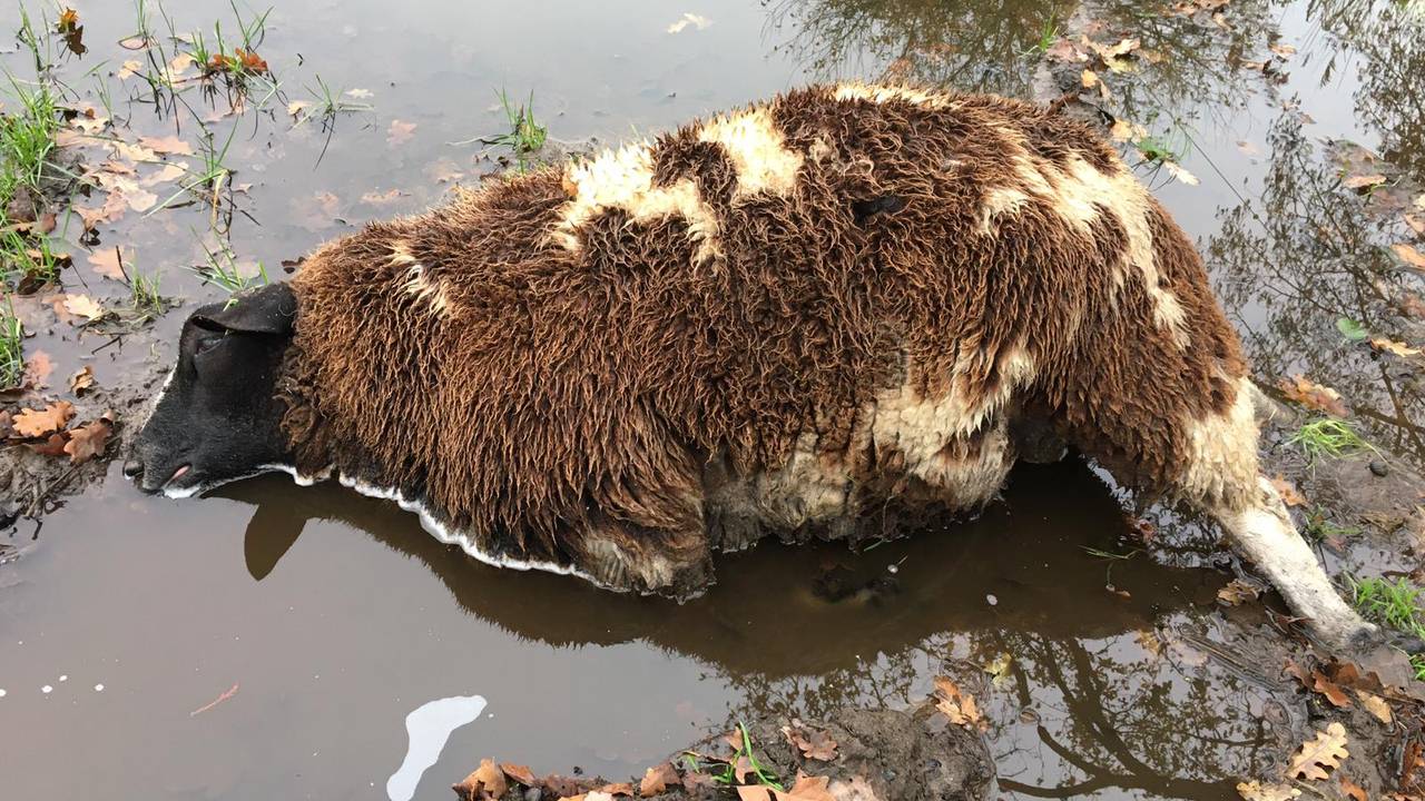 Een van de getroffen schapen. (foto: Rianne van Helden)