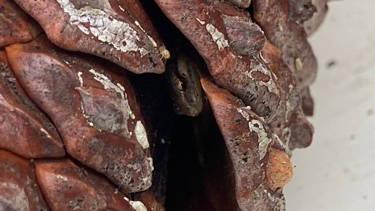 Salamander in dennenappel (foto: Els van Genugten).