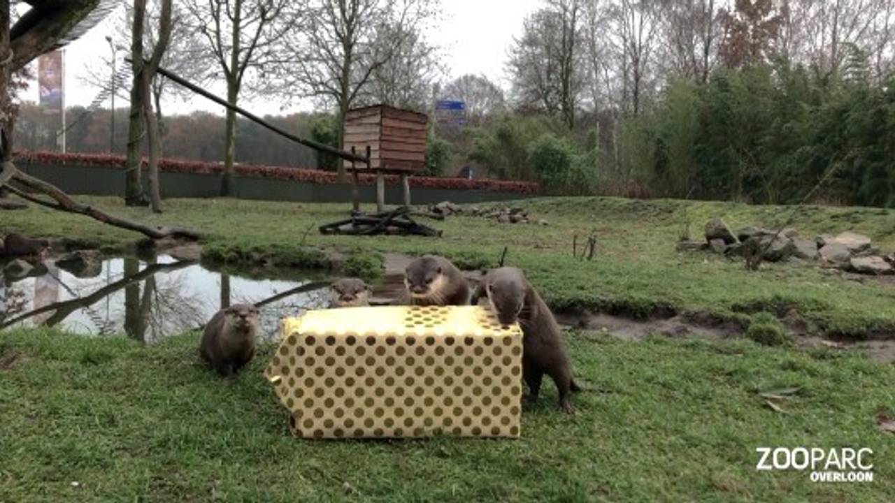 Foto: ZooParc Overloon